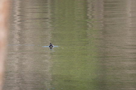 Lesser scaup duck drake (Aythya affinis) swimming toward the camera