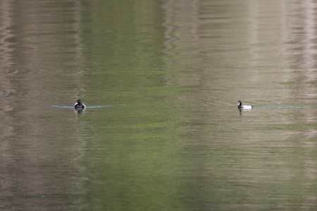 Two lesser scaup duck drakes (Aythya affinis) swimming togetherの写真素材