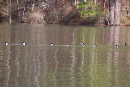 Lesser scaup duck drakes (Aythya affinis) swimming with a hen