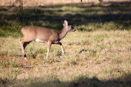 Close up of a young white-tailed deer buck (Odocoileus virginianus) standing alert to something in the distanceの写真素材