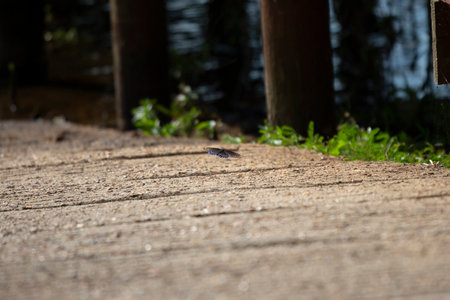 Red-spotted purple butterfly (Limenitis arthemis) flying above a cement boat rampの写真素材