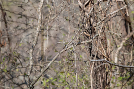 Curious ruby-crowned kinglet (Regulus calendula) partially hidden by bare branches and looking toward the forestの写真素材