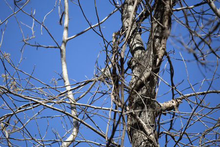 Curious yellow-rumped warbler (Setophaga coronata) looking around from its perchの写真素材