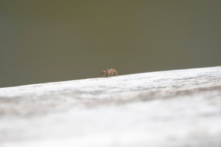 Profile of a spotted wolf spider (Pardosa amentata) on a wooden plank