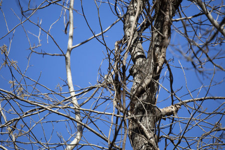 Curious yellow-rumped warbler (Setophaga coronata) looking up from its perchの写真素材
