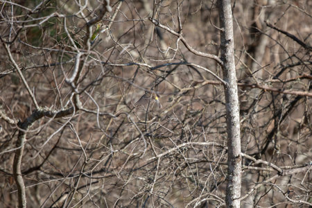 Yellow-rumped warbler (Setophaga coronata) flying from one tree to another in a dense tangle of foliageの写真素材