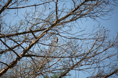 Tiny cedar waxwing bird (Bombycilla cedrorum) perched on a tree branchの写真素材