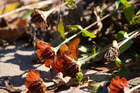 Gulf fritillary butterfly (Agraulis vanillae) on an orange flower on the groundの写真素材
