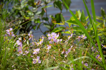 Maryland meadow beauty flowers (Rhexia mariana) growing near waterの写真素材