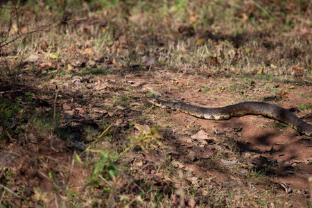 Venomous cottonmouth, aka water moccasin (Agkistrodon piscivorus), flicking its tongue to sense predators nearby as it suns on a trailの写真素材