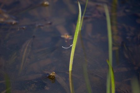 Female citrine forktail (Ischnura hastata) on a blade of grass