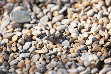 Tiny Blanchard's cricket frog (Acris blanchardi) on rocksの写真素材