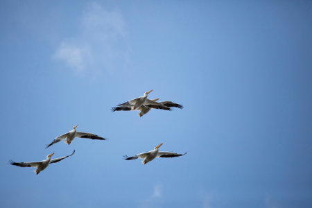 Five American white pelicans (Pelecanus erythrorhynchos) flying through a blue sky with copy space...