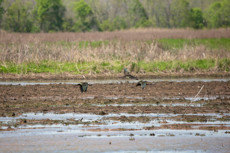 Three white-faced ibises (Plegadis chihi) foraging in a flooded field