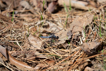 Male blue corporal (Ladona deplanata) dragonfly grasping a piece of pine strawの写真素材