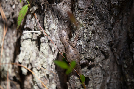 Female eastern fence lizard (Sceloporus consobrinus) perched on a tree, copy space on left and topの写真素材