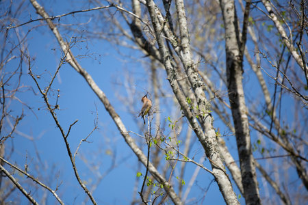 Hungry cedar waxwing (Bombycilla cedrorum) reaching for a berry on a bushの写真素材