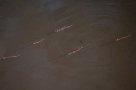 A school of five blackstripe topminnows (Fundulus notatus) swimming through brown, murky water