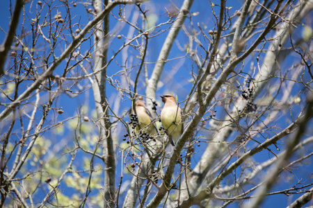 Cedar waxwing (Bombycilla cedrorum) looking out majestically while another rests nearby