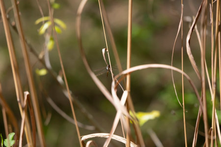 Common baskettail (Epitheca cynosura) perched on a dried weed