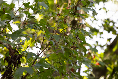 Female northern parula (Setophaga americana) partially hidden by American sweetgum (Liquidambar styraciflua) leavesの写真素材