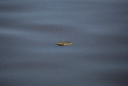 Yellow swamp lily (Crinum americanum) floating near a fish swimming underwater