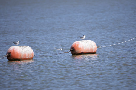 A nonbreeding Forster's tern (Sterna forsteri ) swimming toward two other terns who are on orange buoys in pretty, blue waterの写真素材