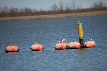 Nonbreeding Forster's tern (Sterna forsteri ) landing on an orange buoy with two other terns, one of which is using a territorial posture while four other terns are perched on orange buoys and one is perched on a wooden postの写真素材