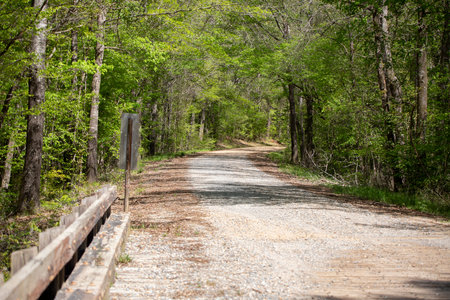 Gravel road winding through a lush, green forest
