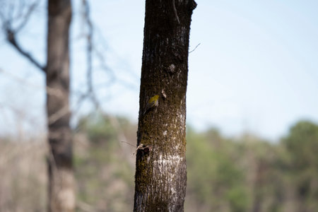 Adult male pine warbler (Setophaga pinus) on a tree trunkの写真素材
