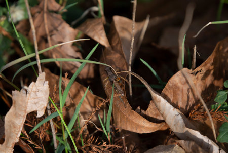 Olive-green swamp grasshopper (Paroxya clavuliger) climbing along a dead, brown leaf