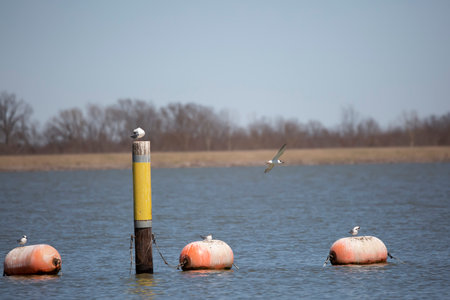 Nonbreeding Forster's tern (Sterna forsteri ) flying past three terns perched on orange buoys and a fourth grooming on a yellow and black wooden pole with an autumn backgroundの写真素材