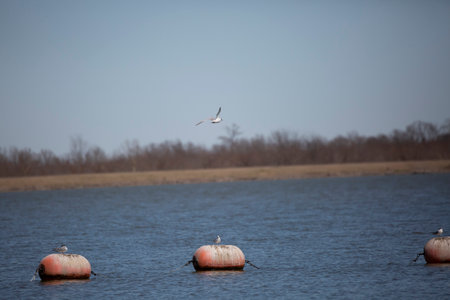 Forster's tern (Sterna forsteri) flying above three terns on orange buoysの写真素材