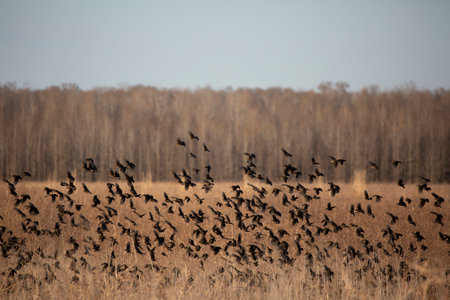 Flock of red-winged blackbirds (Agelaius phoeniceus) rising from a fieldの写真素材