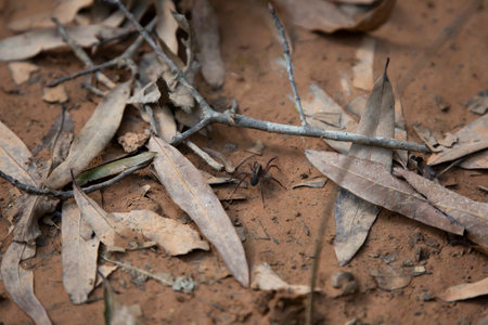 Rustic wolf spider (Trochosa ruricola) in the mud