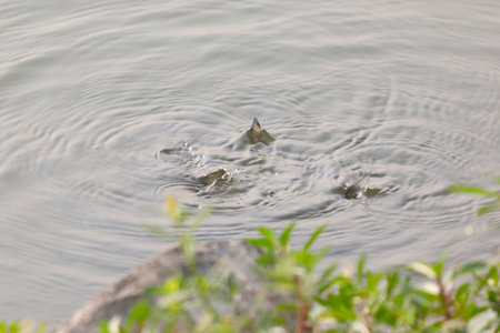 Silverfin fish (Hypophthalmichthys molitrix), also called silver carp, breaking the surface of the...