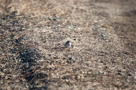 Song sparrow (Melospiza melodia) singing from a perch on a gravel pathの写真素材