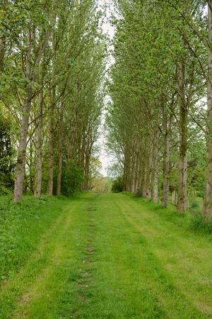 Woodlandの写真素材