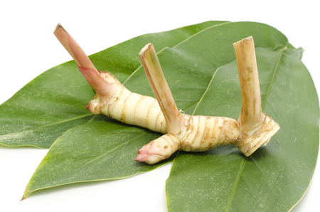 Fresh galangal on green leavesの写真素材