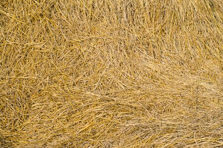 Hay straw texture background