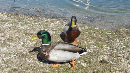 Pair of mallardsの写真素材