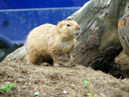 prairie dogの写真素材