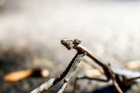 Macro shot of praying mantisの写真素材