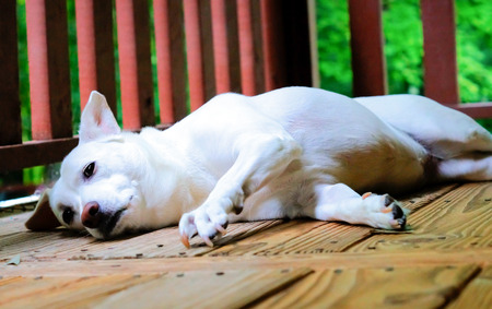 White lab mix dog laying on porch and looking at cameraの写真素材