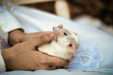 Close up shot of white dumbo rat being held in someone's handsの写真素材