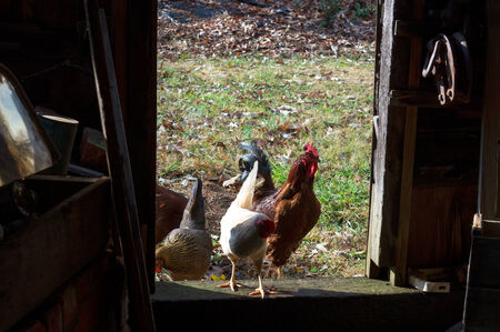 Roosters in the doorway of an old, abandoned tool shedの写真素材