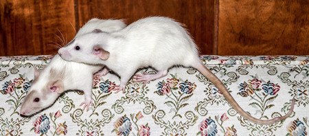 Two white female dumbo rat sisters sitting together on the back of a couchの写真素材