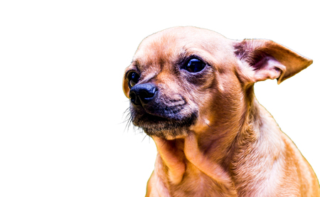Close up shot of chihuahua dog looking upward to the sideの写真素材