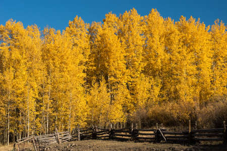 Golden aspen trees overlook a wooden corral in the Cimarron Valley, Colorado.の写真素材