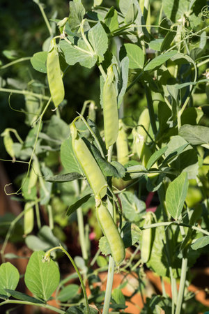 Organic vine grown green peas in early stages of pod maturity. The early season plants do well in early June before the heat of Summer.の写真素材